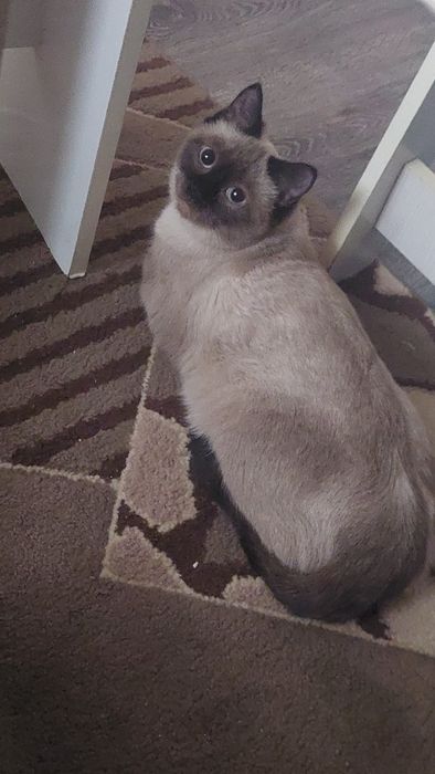 Нам нужен сиамский кот