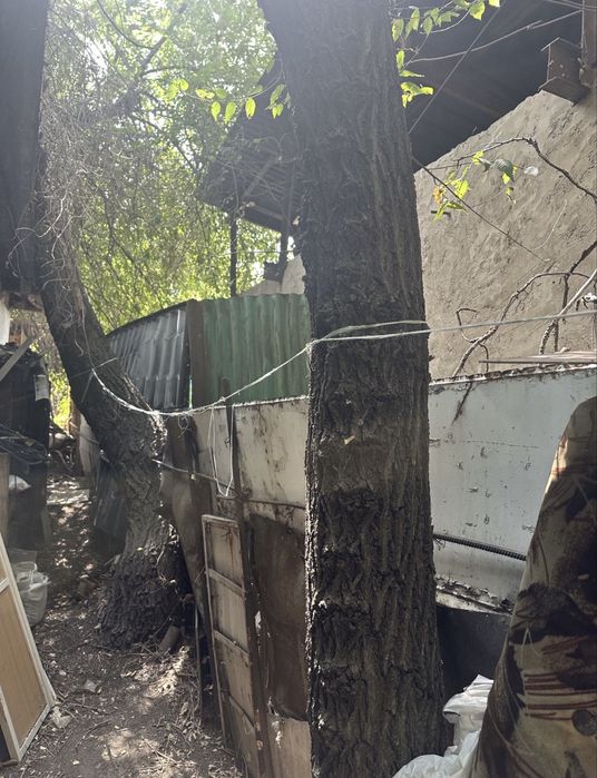 Отдам деревья на дрова