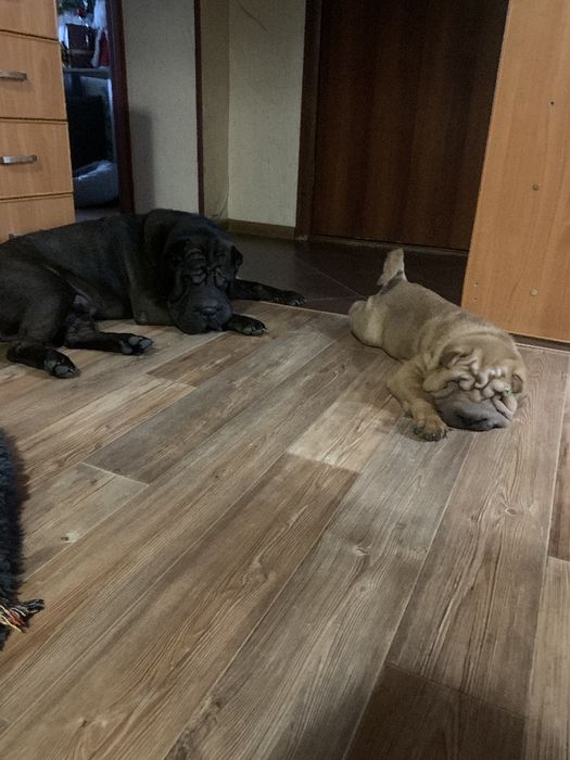 Продажа щенков шарпея