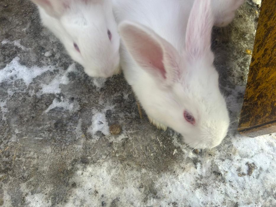 Vand iepuri pannonia pui 100