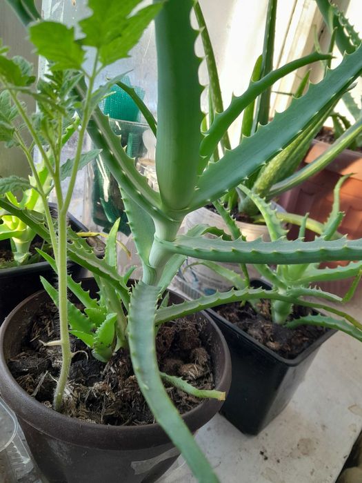 Молодой алоэ лечебный