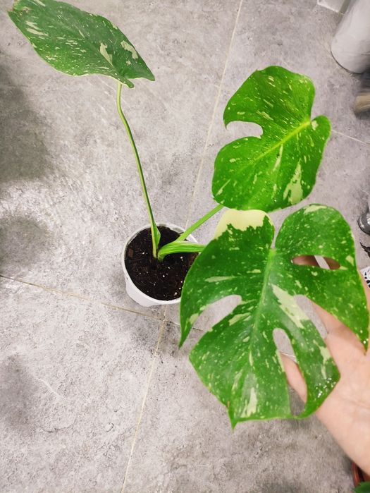 Монстера тайское созвездие