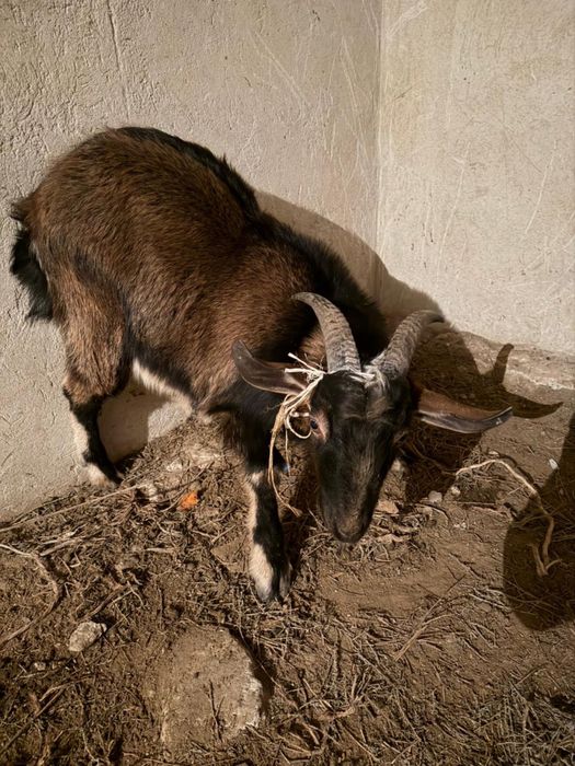 Альпи теке сатылады