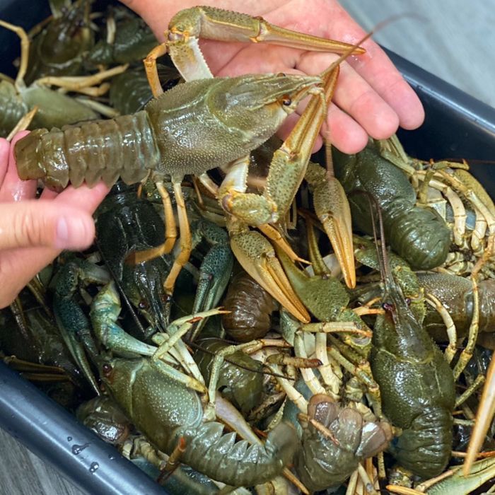 Живой рак большие обьемы