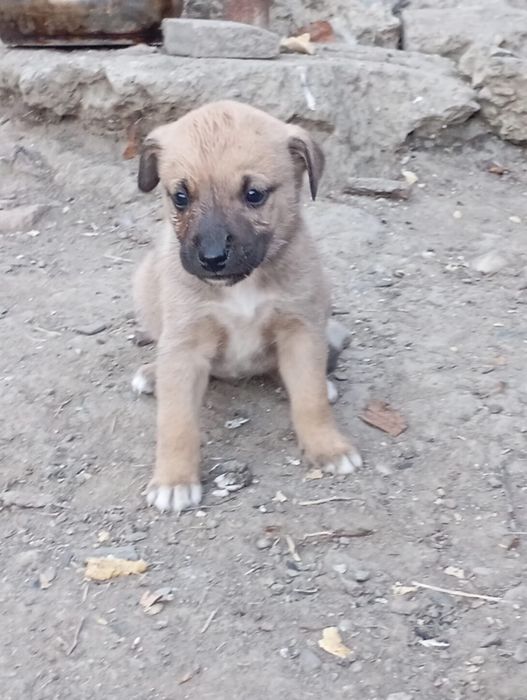 Cățeluși pentru adopție