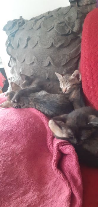 Pisicute pt adoptie