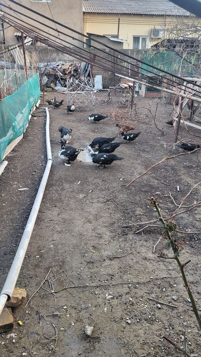 Индоутки домашние.