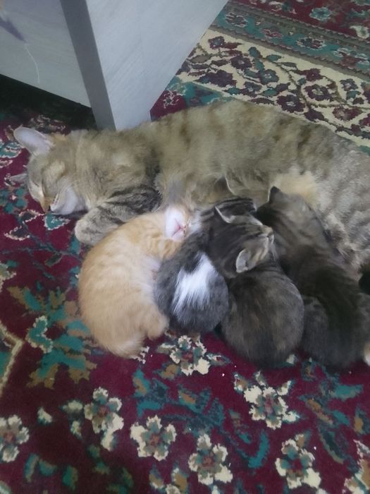 Kima garak bo'lsa baramiz bezplatniy