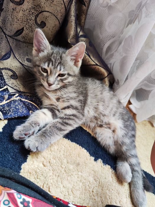 Отдам котёнка ( девочка)