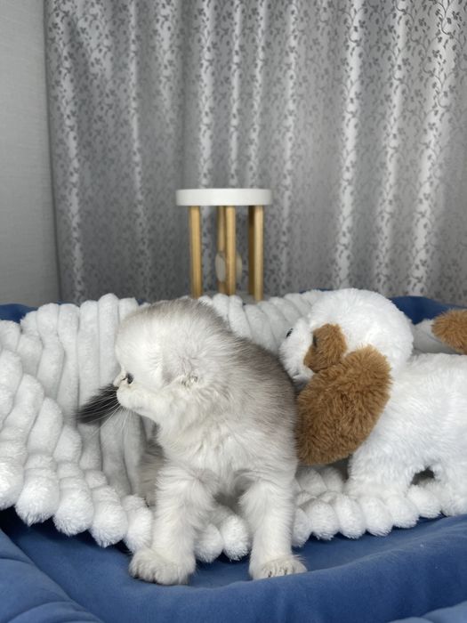 Обалденные котята серебристой шиншиллы