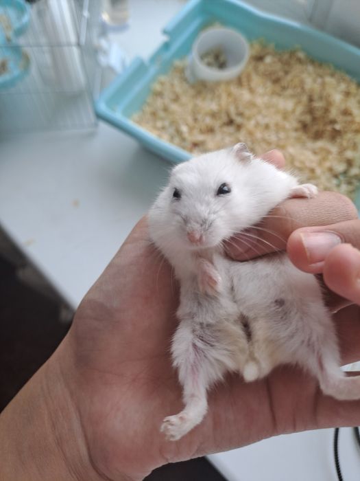Хомяк отдам в хоршие руки