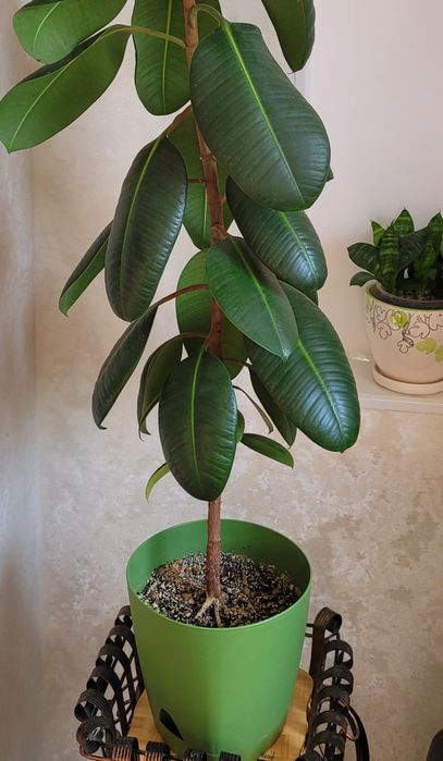 Продам каучуконосный фикус