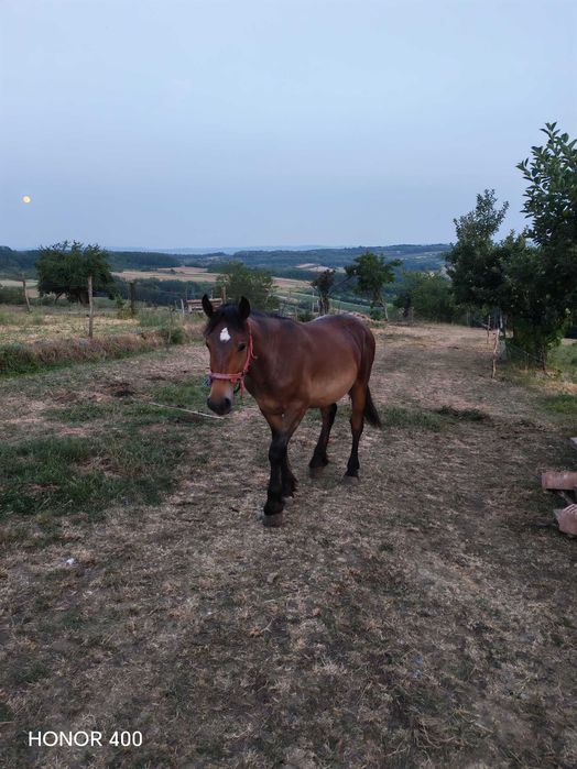 Iapa și mânz  de  vânzare