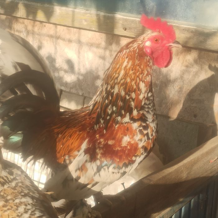 Vad cocoși pitici de rasă