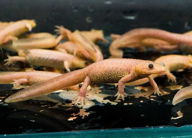 Тритон аквариумный