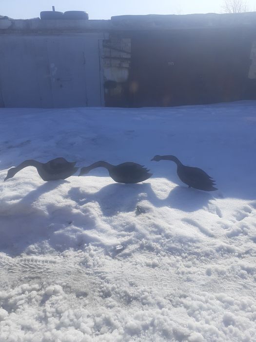 Продам профиля гусей