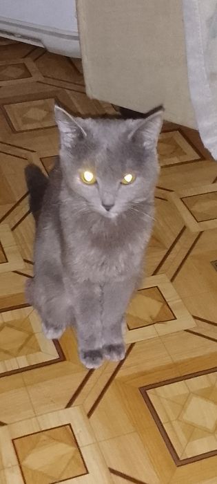 Отдам двух кошек