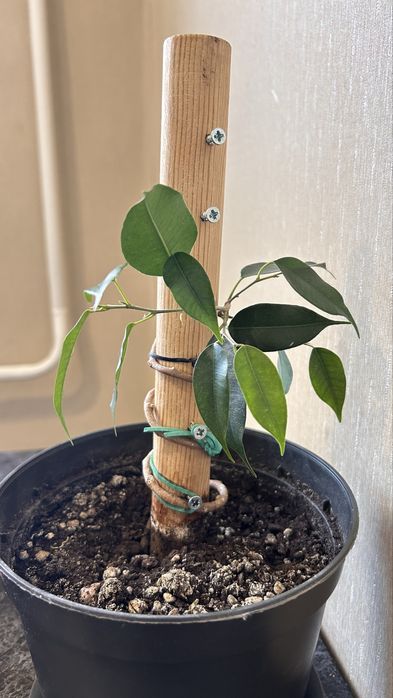 Фикус бенджамена спираль