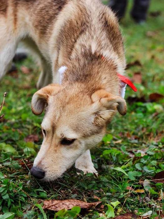 Catel,talie medie,5 ani, sterilizat, pentru adoptie responsabila