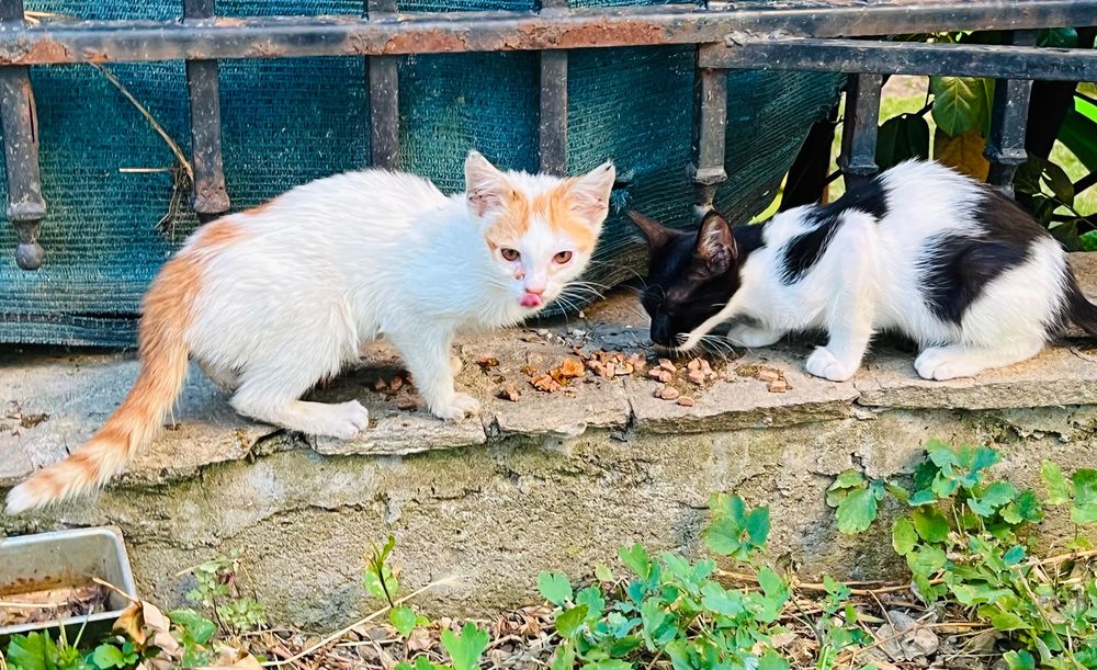 Котета за надежден дом