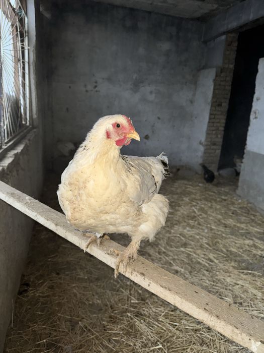 Brama tovuqlari va xo'roz sotiladi