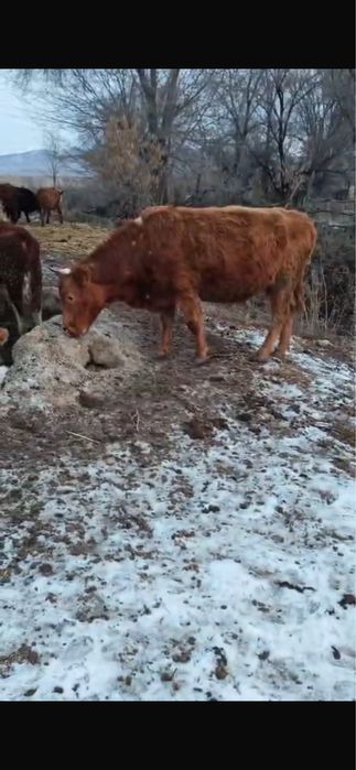 Қызыл сиыр сатылады!!!