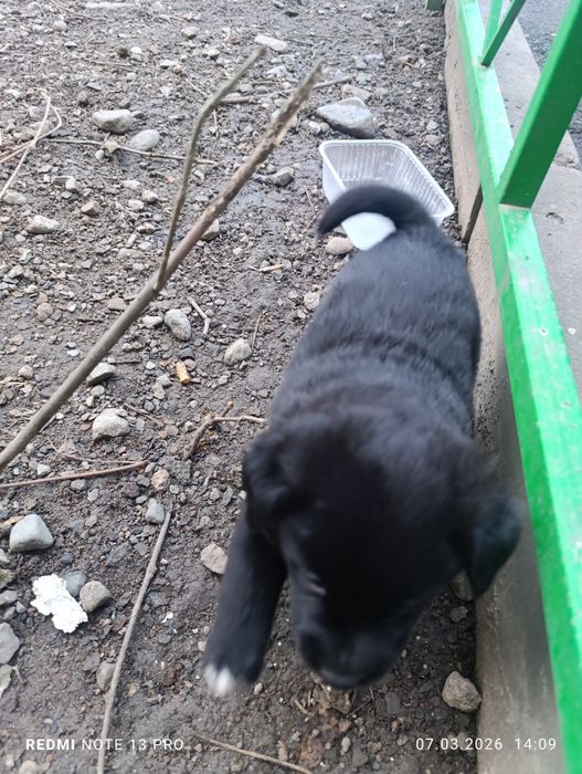 Отдам щенка в добрые руки, девочка