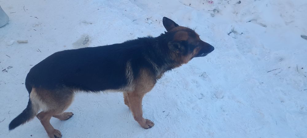 Немецкая овчарка