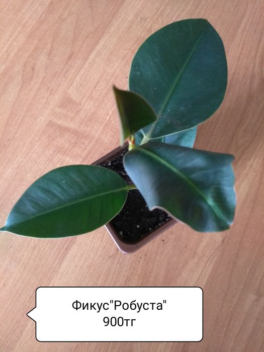 Продам Фикусы разные