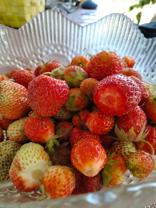 Дача продаётся оптимист(бывшая Литейшик)