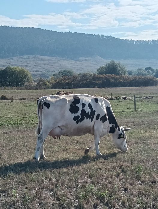 Vând 2vaci cu lapte