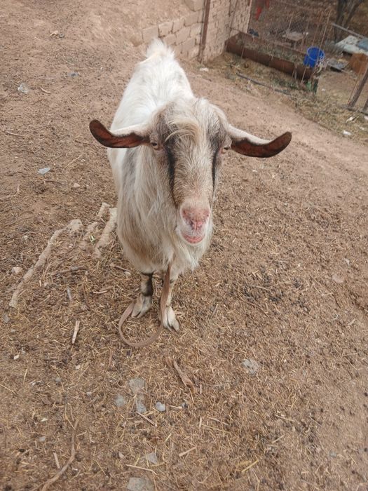 Продаётся племенной  козёл