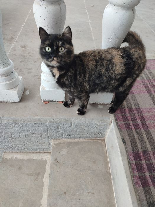 Кошка девочка трёхцветная