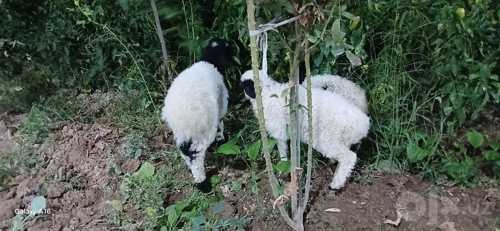 Qoʻzichoqla sotiladi. Oq qora 3 ta, bittasi kotta qogani kichkina
