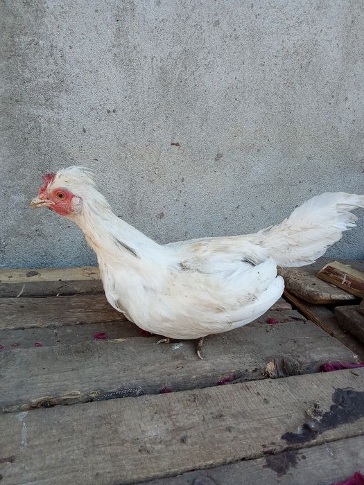 3 Cocoși pitici încălțați și moțați