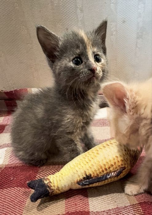 Котенок 1,5 месяца девочка