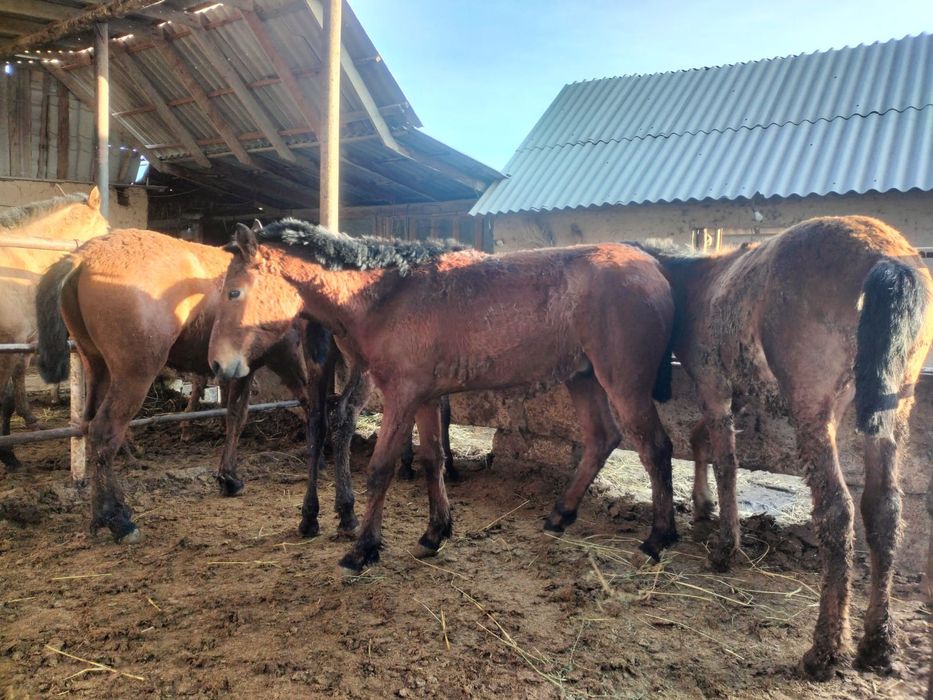 Бордақыланған дайын саудасы бар