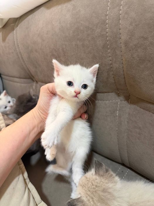 Котята породистые
