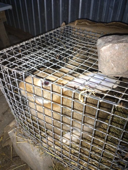 Бургундская парода