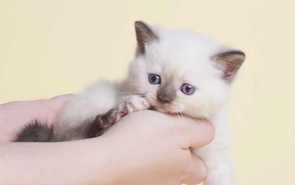 Британски Късокосмести котета - лицензиран развъдник