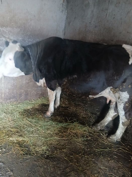 Vand vaca de 4 ani gestanta 8 luni