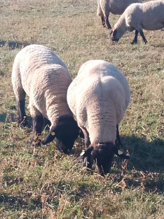 Berbeci, berbecuti suffolk!