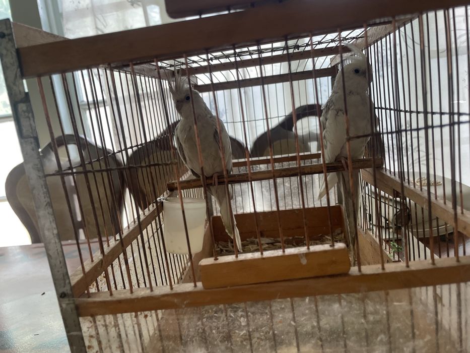 Karella Qush Yetlgan Para