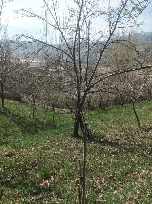 Yer sotiladi srochna 10 sotix Bo'stonliqda