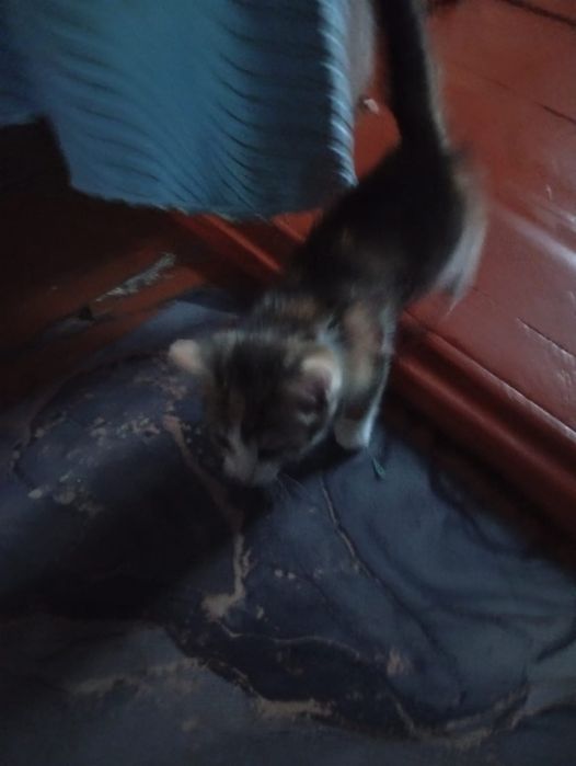 котенок отдам  к лотку приучин
