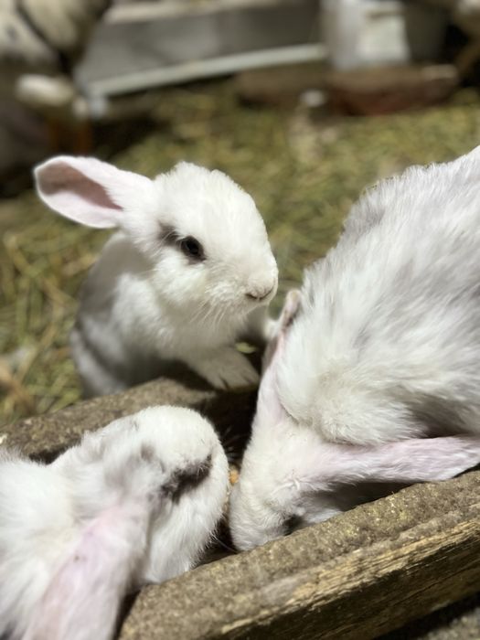 Французский вислоухи кролик