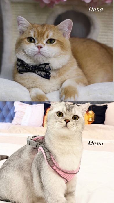 Котенок шиншилла