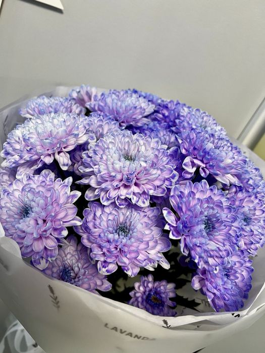 цветок хрезонтемы