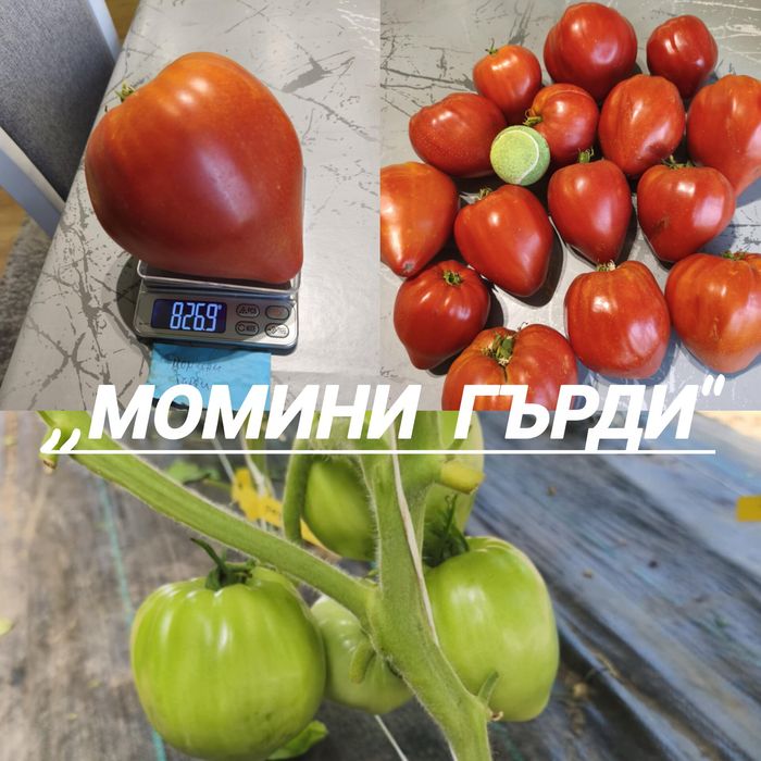 Разсад от стари нехибридни  сортове