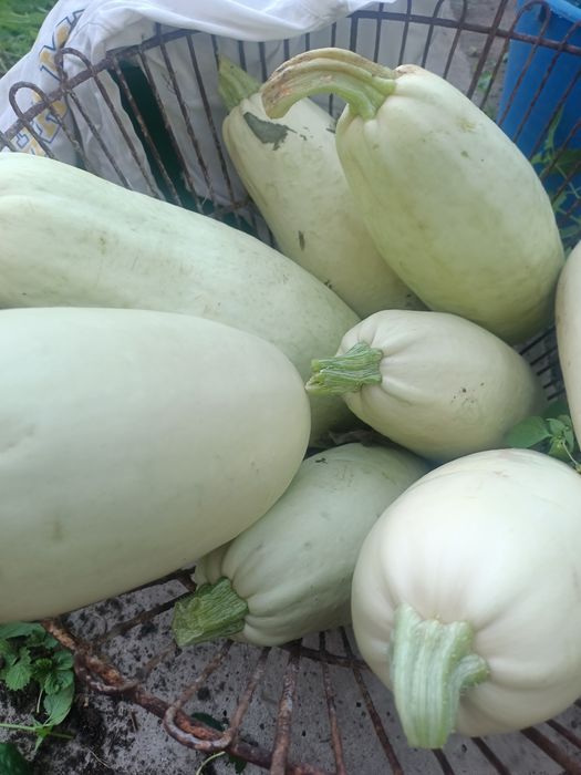 Продам дачные кабачки